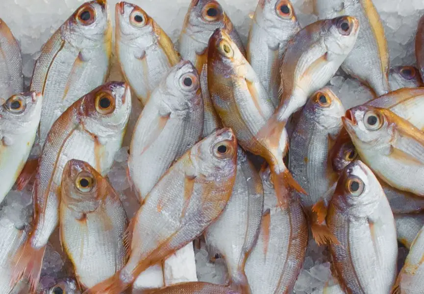 Reconnaître un poisson vraiment frais